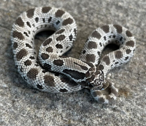 Axanthic Anaconda Western Hognose snake