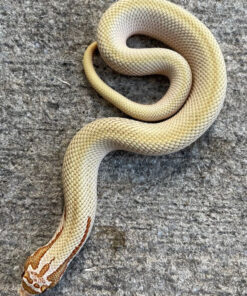 Candy Western Hognose Snake