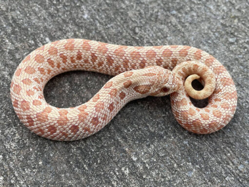 Caramel Western Hognose Snake