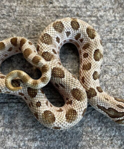 Western Hognose Snake