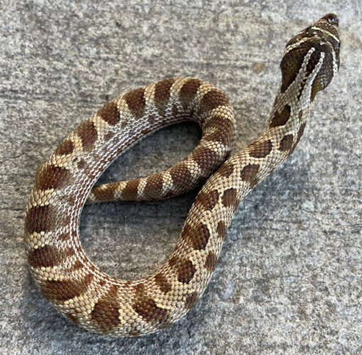 axanthic Phase Western Hognose Snakes