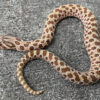 Lavender Western Hognose Snake