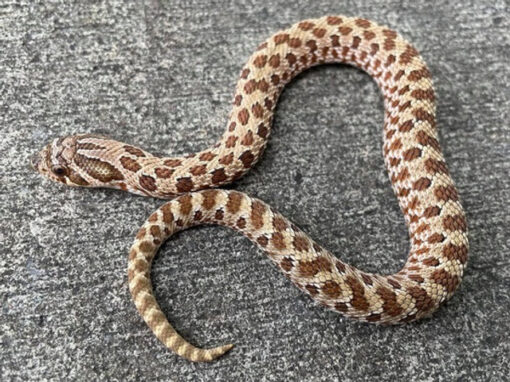 Lavender Western Hognose Snake