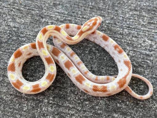 Butter Corn Snake