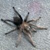 Aphonopelma sp. diamondback