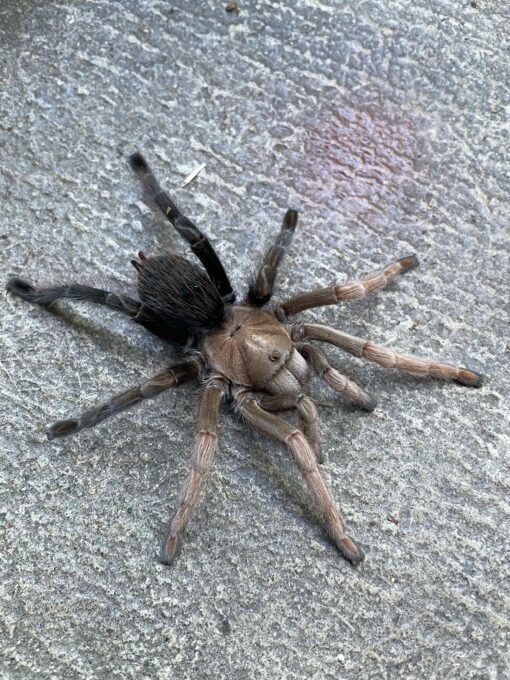 Aphonopelma sp. diamondback