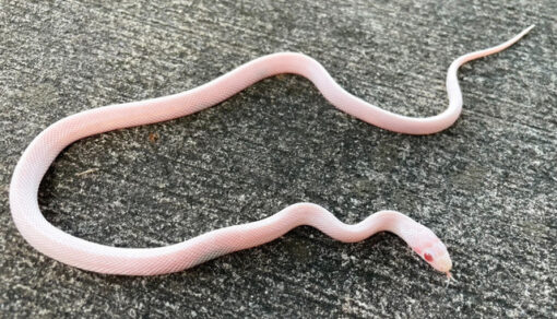 Whiteout Corn Snake