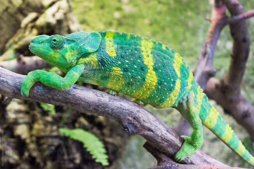 Meller's Chameleon