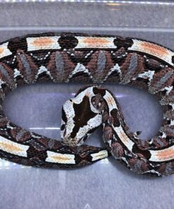 gabino viper