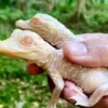 Albino Alligator