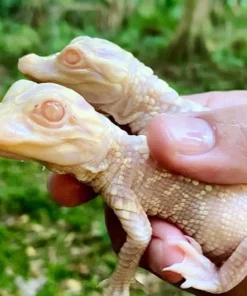 Albino Alligator