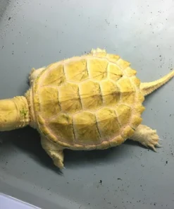 Albino Common Snapper