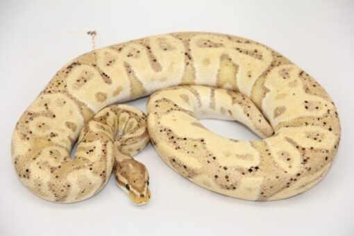 Banana Leopard 100% Het Clown Male M1-2