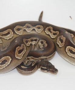 Black Head Mojave Het Red Axanthic Male M1-3