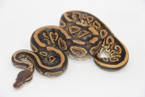 Black Pastel Gravel or Yellowbelly 100% Het Clown Female F21538