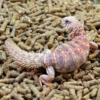 Ornate Uromastyx