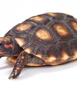 Brazilian Cherry Head Red Foot Tortoise