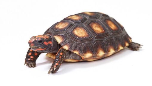 Brazilian Cherry Head Red Foot Tortoise