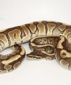 Crimson Mocha Hidden Gene Woma Granite Male M19158