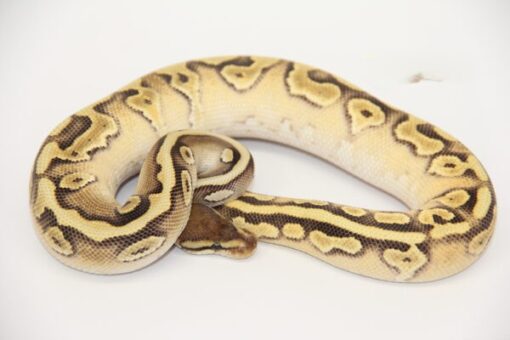 Crimson Hidden Gene Woma Granite Yellowbelly Male M22077