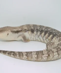 PITCH BLACK LINE NORTHERN BLUE TONGUE SKINK