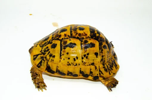 Libyan Greek Tortoise