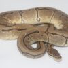 Enchi Pinstripe Poss Orange Dream Female F19817