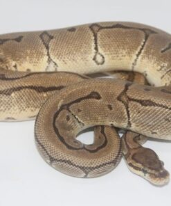 Enchi Pinstripe Poss Orange Dream Female F19817