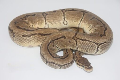 Enchi Pinstripe Poss Orange Dream Female F19817