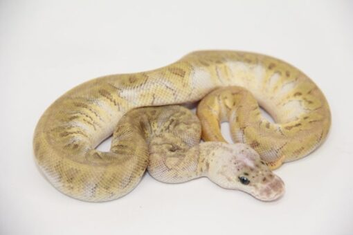 GHI Hidden Gene Woma Granite Pastave Clown Poss Yellowbelly Male M22522