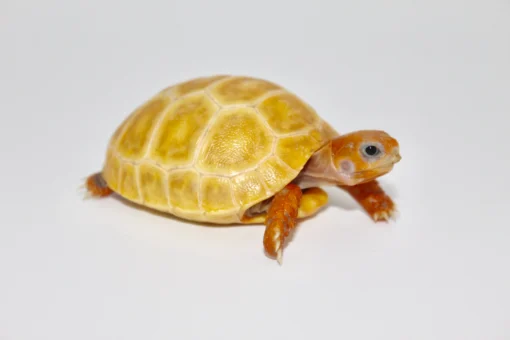 Hypo Red Foot Tortoise