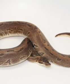 Leopard Enchi Pinstripe Male M1-7