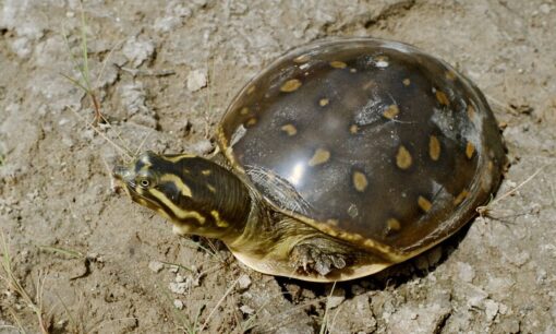 Indian Flap Shell Turtle