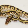 Mojave Orange Dream 100% Het Clown Male M22358