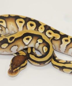 Mojave Orange Dream 100% Het Clown Male M22358