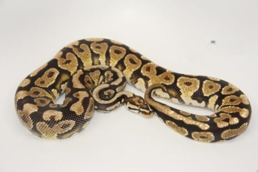 Orange Dream Spotnose Yellowbelly ball python