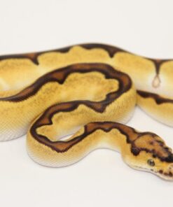 Orange Dream Vanilla Enchi Clown Female F22527