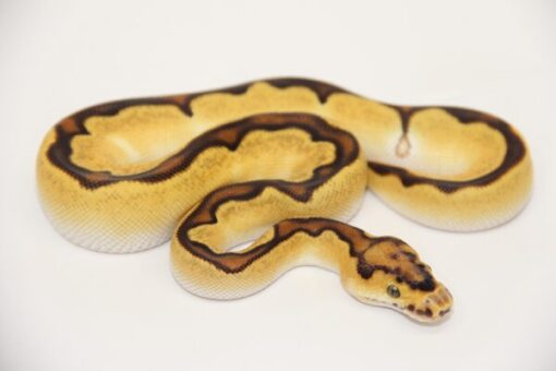 Orange Dream Vanilla Enchi Clown Female F22527