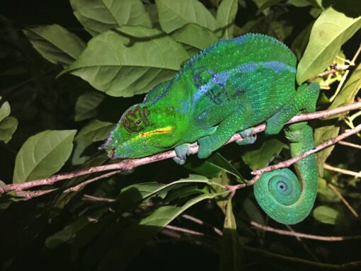 Madagascar Panther Chameleon