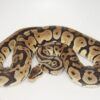 Pastel 100% Het Sahara Male M1-12