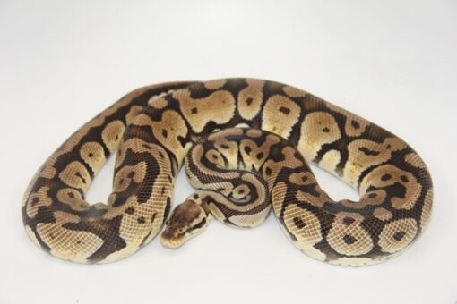 Pastel 100% Het Sahara Male M1-12