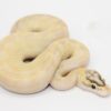 Pastel Enchi Ivory Male M22491