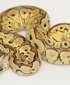 Pastel Gravel Clown Female F22538