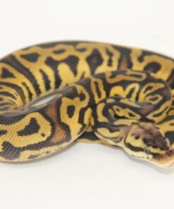 Pastel Leopard Marvel 100% Het Clown 50% Het Pied Male M22455