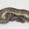 Pastel Phantom Black Head 100% Het Ultramel Female F22312