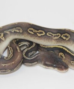 Pastel Phantom Black Head 100% Het Ultramel Female F22312