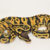 Pastel Yellowbelly Hurricane 100% Het Clown Male M22526