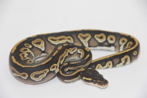 Black Head Phantom 100% Het Ultramel Female F22314