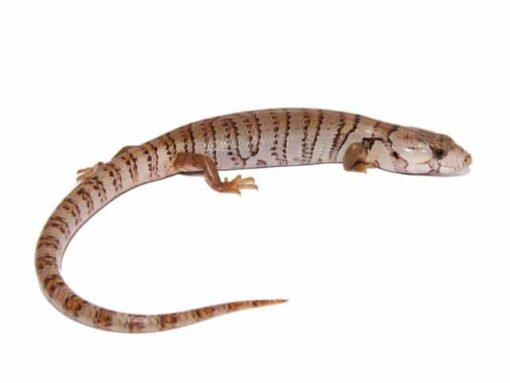 Pink Tongue Skink