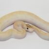 Super Enchi Ivory Male M22506